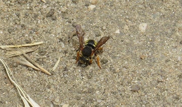 Anthidium ID